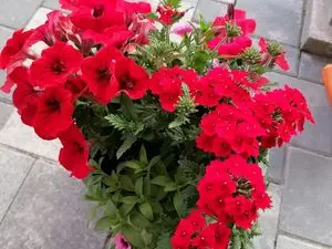 Déchetterie de Dalem