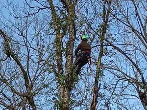 ARBORISPHERE Taille et Soins aux arbres